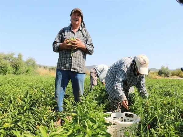 130 Yıllık Ata Tohumunda Dev Hasat! İtalyanlar Sos Yapmak İçin Peşine Düştü